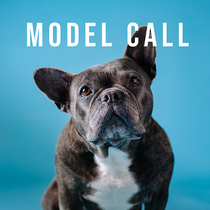 Dog Models Needed!